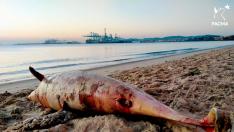 Cadáver del delfín encontrado en la costa de Algeciras, Cádiz.