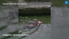 Tras caerse al Canal Imperial de Aragón, y a la espera de la llegada de la Unidad Verde de Zaragoza,  el animal ha sido rescatado por un viandante.