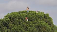 Tres aficionados en la copa de un pino en Quintanar del Rey