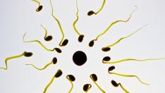 El recuento de esperma se ha reducido más de un 60%