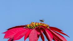 Foto de archivo de una abeja en una flor
