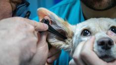 Los veterinarios creen que esta ley no es suficiente.