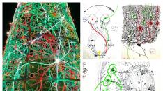 El árbol de la plaza de Paraíso y algunos bocetos de Cajal sobre las neuronas.