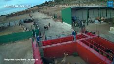 200 vacas bravas, de gran valor genético al tratarse de una raza autóctona, son trasladadas a Muniesa