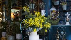 Ramos de mimosas en la floristería El Buen Jardinero de Zaragoza.