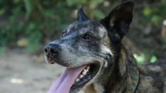 Holly, la perra que busca hogar tras haber servido en la Unidad Canina