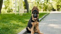 perro pastor alemán gsc