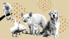 La ley de bienestar animal está generando preocupación entre los dueños de las mascotas.