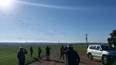 Miles de grullas vuelan de la alberca de Alboré hacia el norte