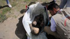 Hallan una momia prehispánica en mochila de repartidor de 'delivery"' en Perú