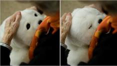 Foca PARO