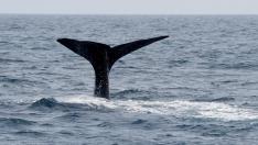 La cola de una ballena nadando en aguas del Pacífico.