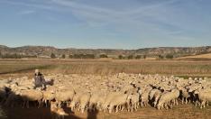 Un pastor lleva su rebaño de ovejas por las zonas de alimento de las proximidades de Alcañiz.
