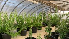 Mantenimiento de planta inicial en recintos protegidos.