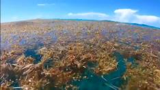 Una macro alga flotante en descomposición amenaza las costas de Florida y México