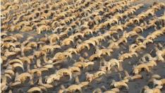 Más de 2.000 cabezas de carnero momificadas en el templo del rey Ramsés II en Egipto