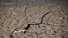 El Gobierno convoca para el 19 de abril la Mesa de la Sequía para evaluar su incidencia en el campo