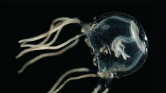 Tripedaliidae