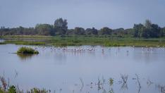 Parque Natural de Doñana.