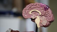 Maqueta de un cerebro