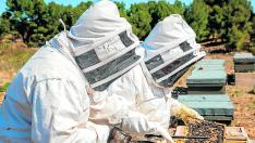 Vicente y Alberto López, trabajan con sus abejas en las colmenas que tienen en Calatayud.