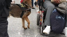 Momento en el que el perro detectó la droga