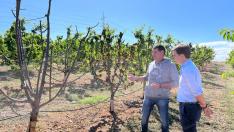 El agricultor Manuel Latorre explica a Ramón Celma cómo afecta la superpoblación de conejos a la plantación de cerezos, este miércoles.