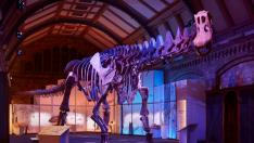 réplica de un Patagotitan mayorum en Londres, dinosaurio