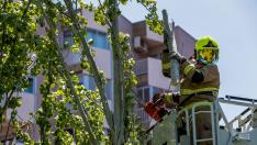 Bomberos de Zaragoza cortando las ramas de un chopo este martes