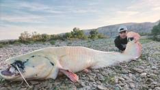 El siluro albino captura por dos pescadores de Movera en Zaragoza.
