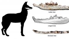 Encuentran un fósil del lobo etíope de más de 1,5 millones de años