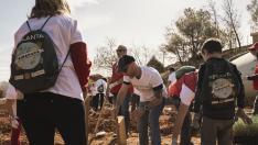 Un grupo de voluntarios reforesta 700 especies autóctonas en San Blas, Teruel.