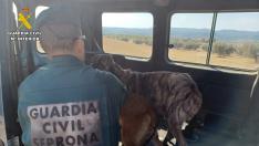 Un agente rescata a uno de los perros hallados en una antigua granja de conejos de Calanda.