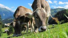 Foto de archivo de vacas pastando