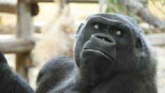 Muere Nadia, la primera gorila que llegó al Parque de la Naturaleza de Cabárceno en 2007