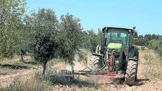 Imagen de 2021 de una finca de olivos en Cretas (Teruel).