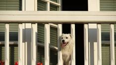 Perro balcón