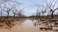 Daños en la comarca Utiel-Requena por el granizo