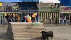 Encierro de vacas en las fiestas patronales de Sarrión.