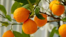 La fruta asiática conocida poco en España tiene seis veces más vitamina C que una naranja