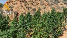 Plantación de marihuana en Belchite.