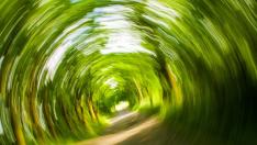 trees-358418_1280