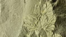 Fósil de un helecho perfectamente conservado hallado en Oliete.