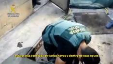 Descubren una sofisticada plantación de marihana en Caspe