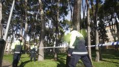 Los pinos del entorno del hospital llevan años generando problemas.