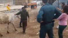 Rescate del burro en Belchite que se encontraba en unas condiciones sanitarias "deplorables".