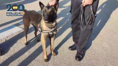 Zorro, el perro policía que fue robado de su residencia canina en Zaragoza y ha sido rescatado tras detener a quien lo sustrajo