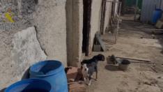 Sucesos.- Rescatados diez perros, uno muerto, en la finca del detenido por secuestrar y violar a su pareja en Pezuela