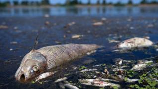 El río Oder, entre Alemania y Polonia:muerte masiva de peces