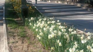 Ruta de los Tulipanes